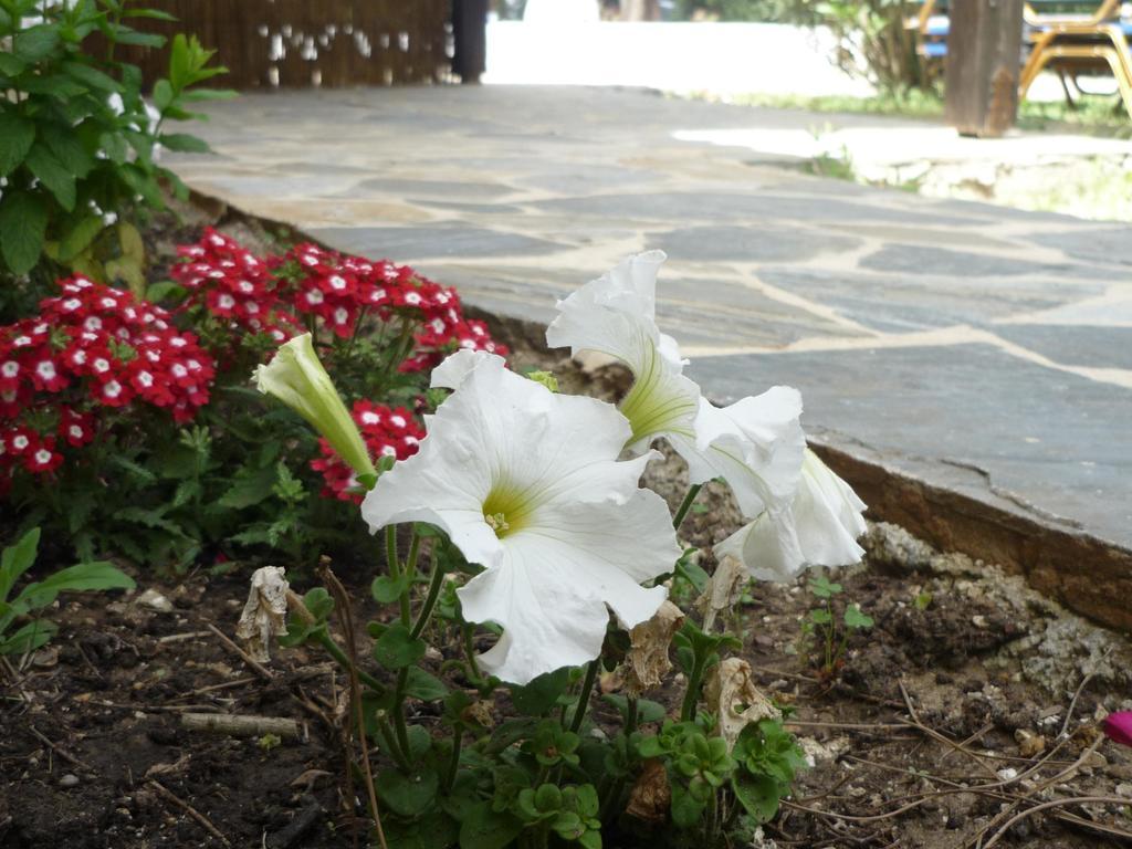 Vakantieboerderij Myrties Stone - Ta Petrina